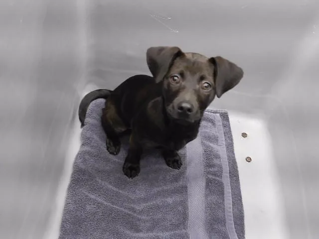 A baby small-sized female Labrador Retriever dog named Yiyi for adoption in Omaha, NE