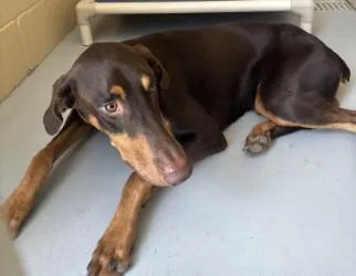An adult large-sized male Brown / Chocolate Doberman Pinscher dog named Rex for adoption in Harlingen, TX