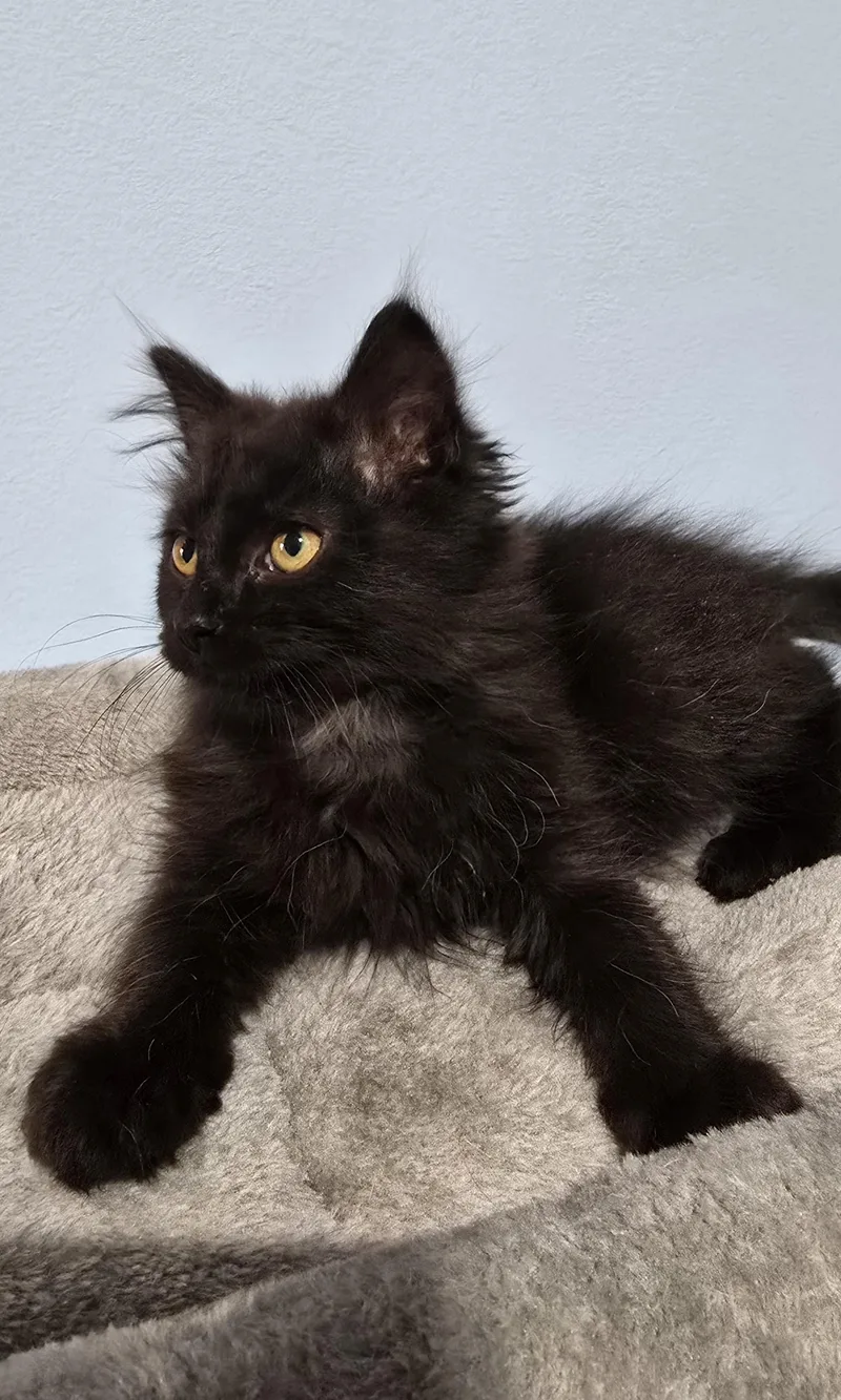 A baby medium-sized male Smoke Domestic Long Hair cat named Charlie for adoption in Quincy, OH