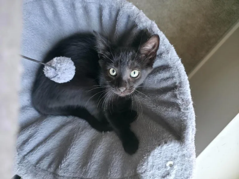 A baby small-sized female Domestic Short Hair cat named Mel for adoption in Minneapolis, MN