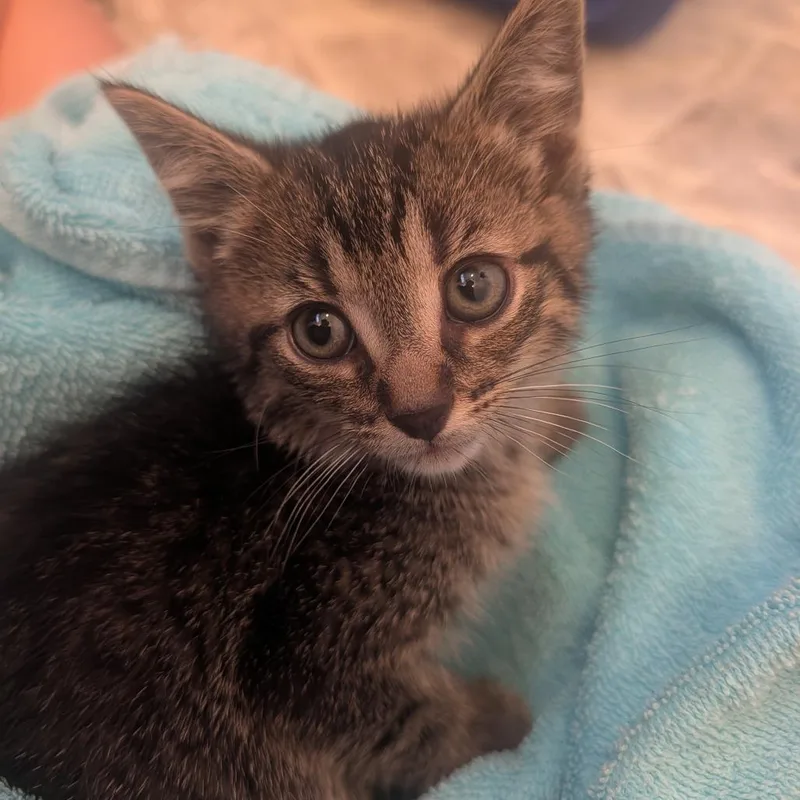 A baby small-sized male Gray / Blue / Silver Domestic Short Hair cat named Suzuki for adoption in Jasper, IN