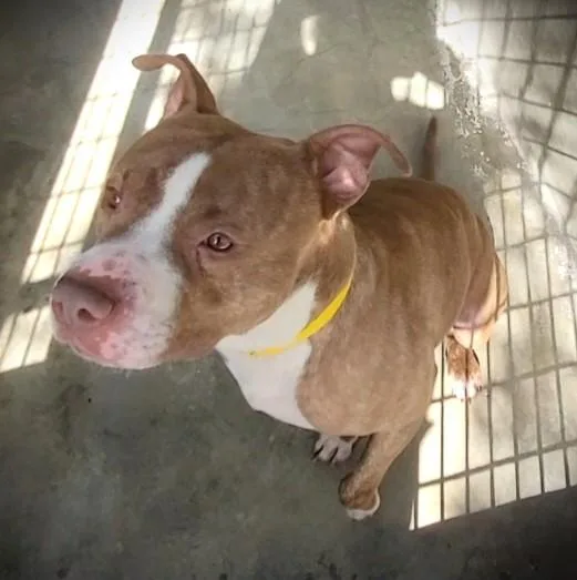 An adult large-sized male American Staffordshire Terrier dog named Buster Brown for adoption in Los Angeles, CA