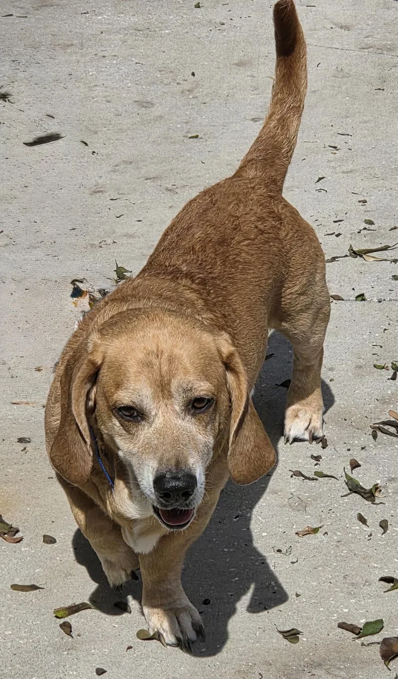 An adult medium-sized male Golden Basset Hound dog named Nugget for adoption in Auburndale, FL