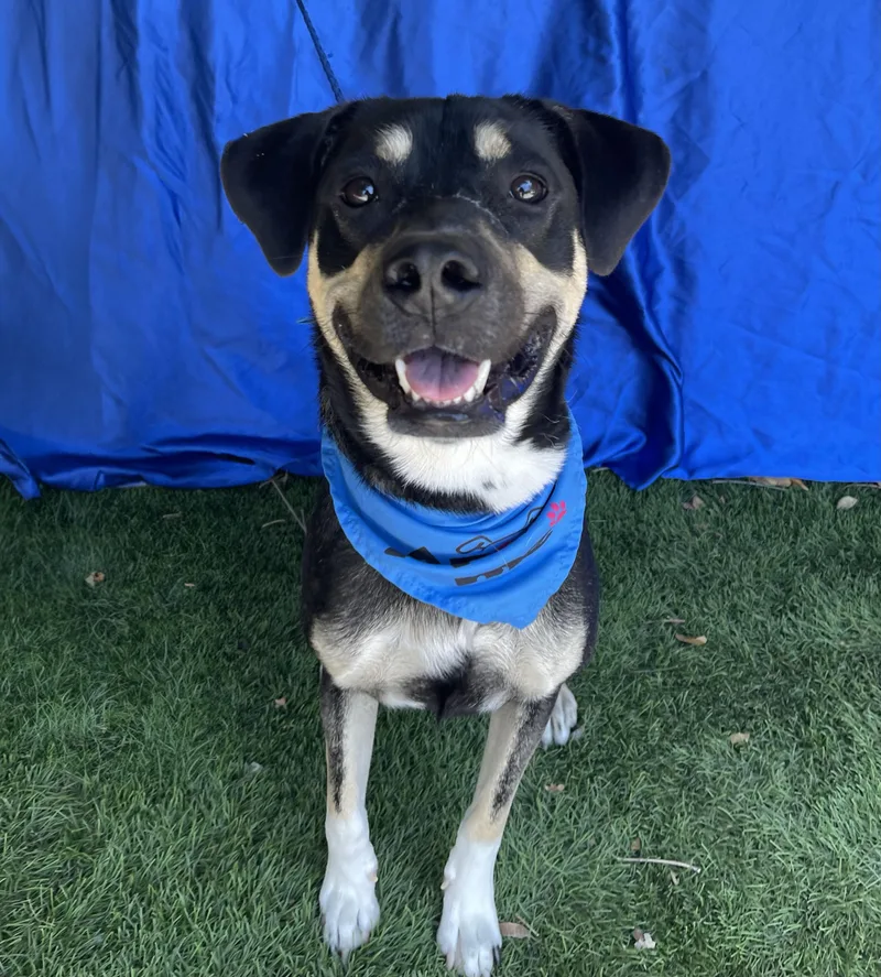 A young medium-sized male Black Shepherd dog named Mason for adoption in Rowland Heights, CA