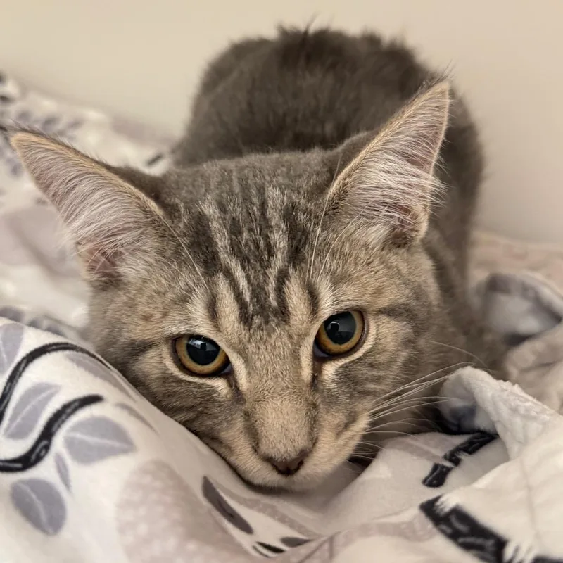 A baby small-sized male Domestic Short Hair cat named Bruce for adoption in Cumming, GA