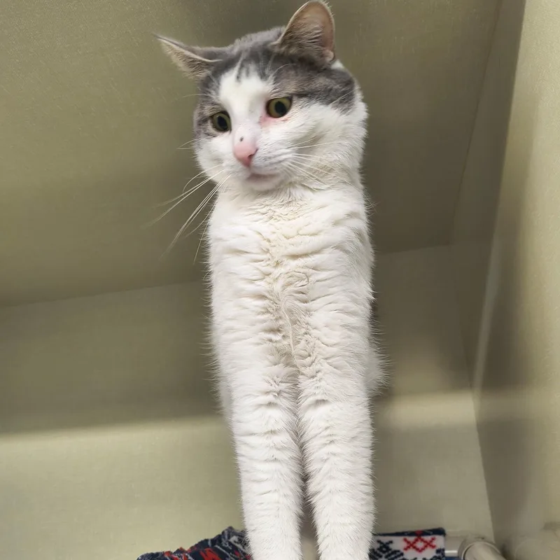An adult large-sized male Gray & White Domestic Short Hair cat named Gus for adoption in Saint Marys, PA