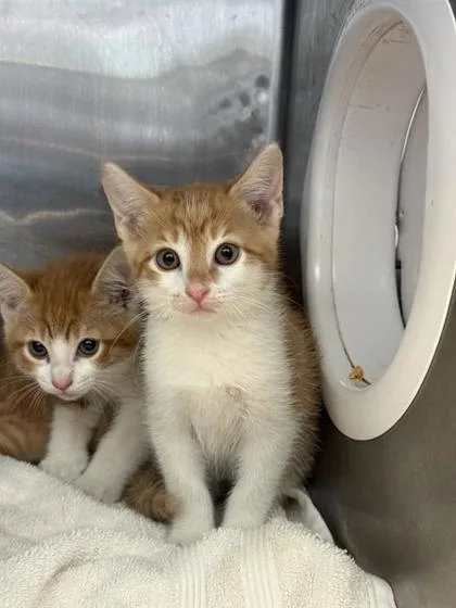 A baby small-sized male White Domestic Short Hair cat named Goldfish for adoption in El Paso, TX