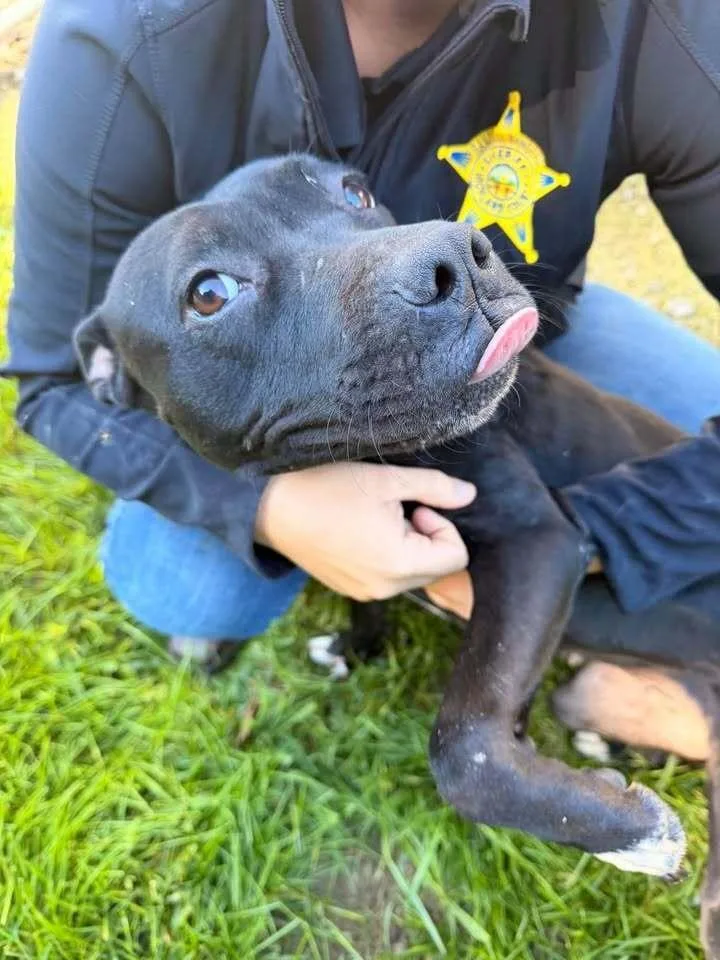 An adult large-sized male Pit Bull Terrier dog named Binx for adoption in Hillsboro, OH