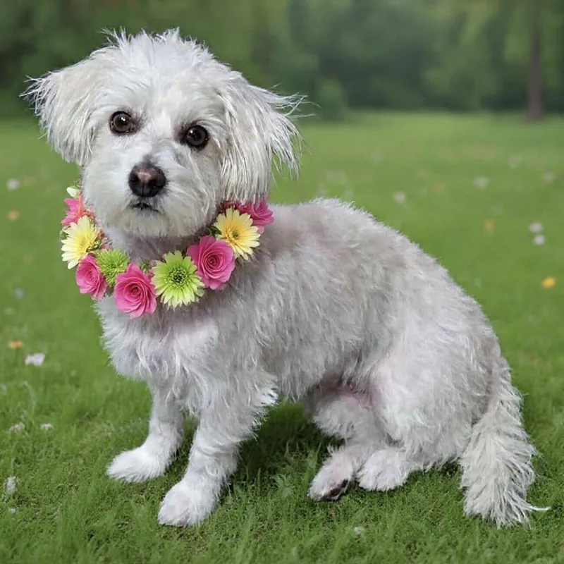 An adult small-sized female White / Cream Maltese dog named Daisy Mae for adoption in Corona Del Mar, CA