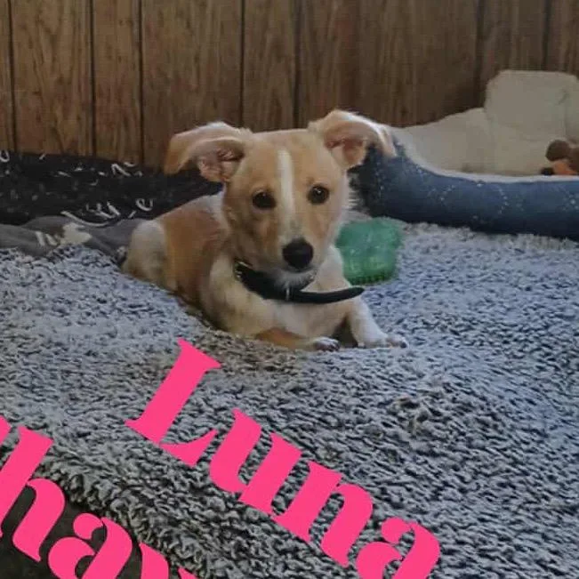 Luna  AKA Cookie thumbnail 3