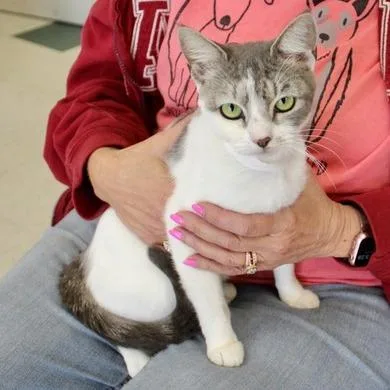 An adult medium-sized female White Domestic Short Hair cat named Queenie for adoption in Birmingham, AL