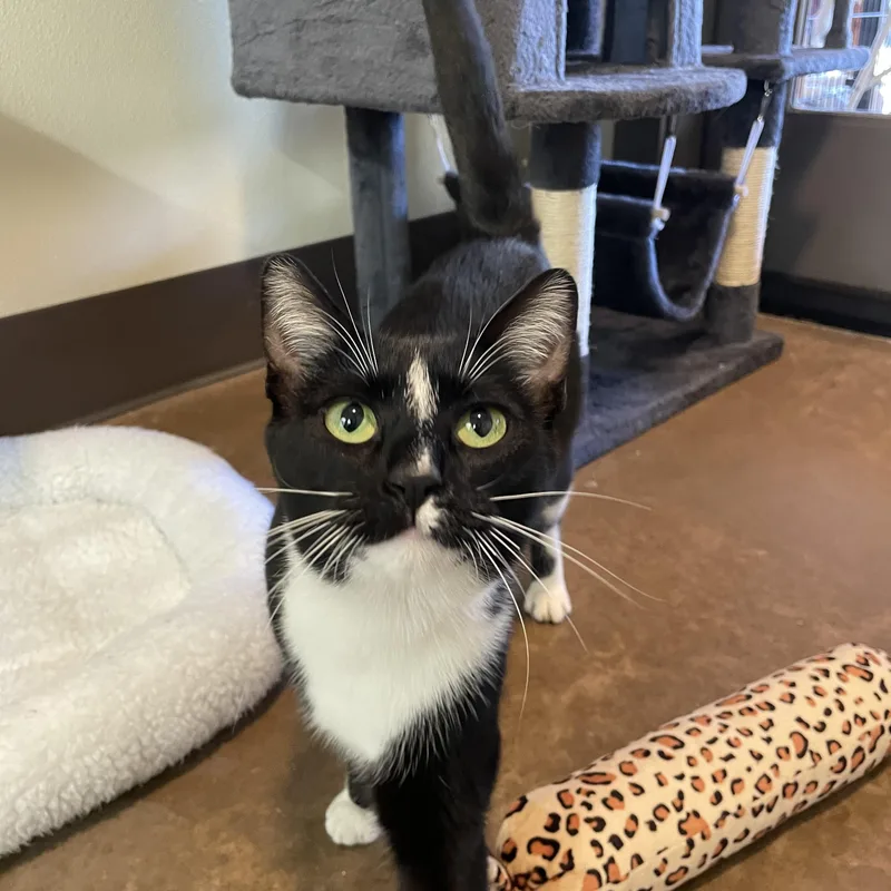 A young medium-sized male Black Domestic Short Hair cat named Max & Margot for adoption in Friday Harbor, WA