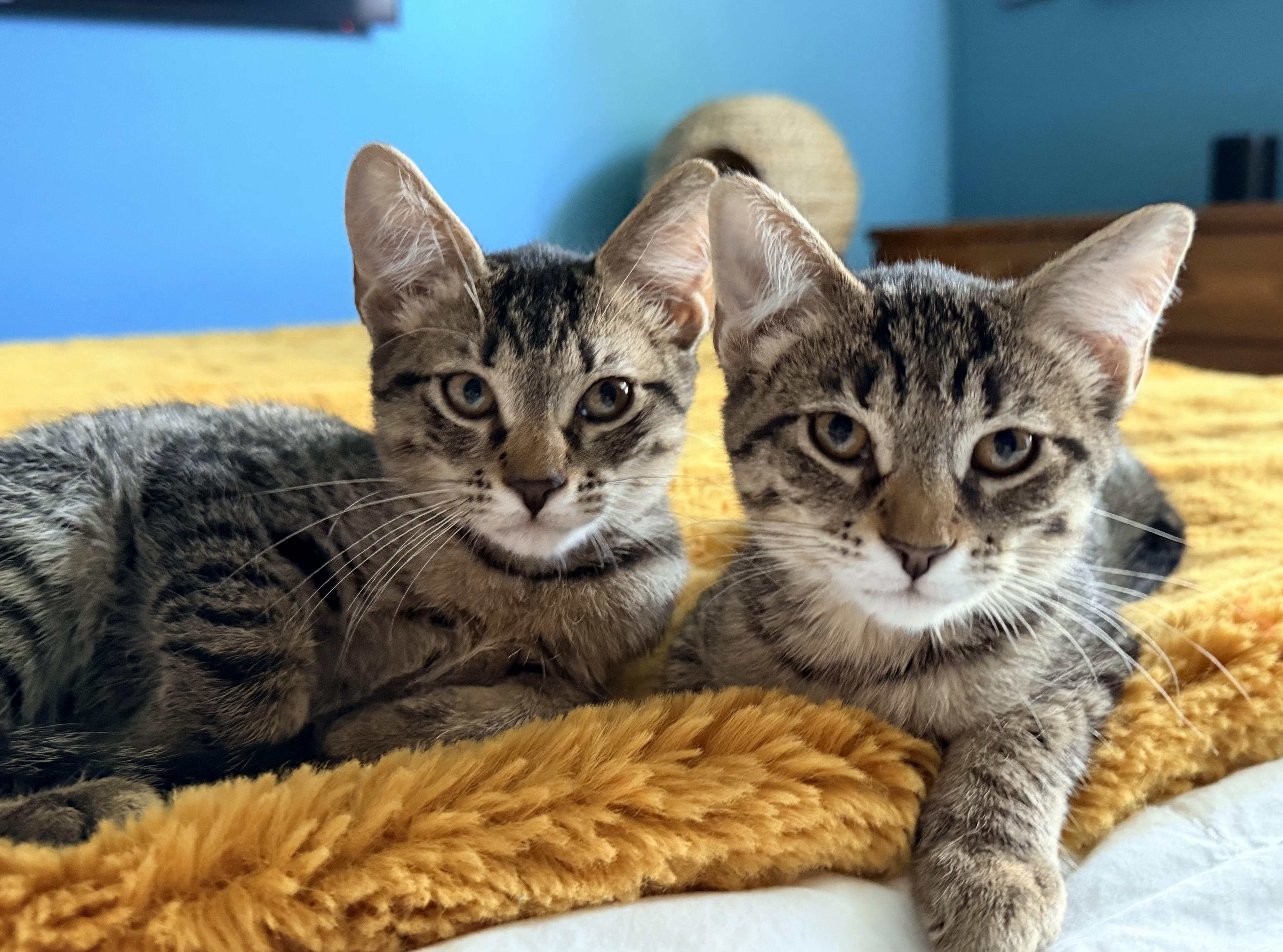 A baby small-sized female Tabby cat named Catalina for adoption in Melbourne, FL