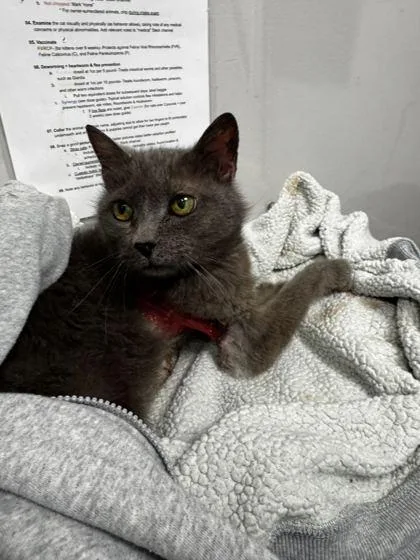 A senior medium-sized female Domestic Short Hair cat named Glovebox for adoption in Sevierville, TN