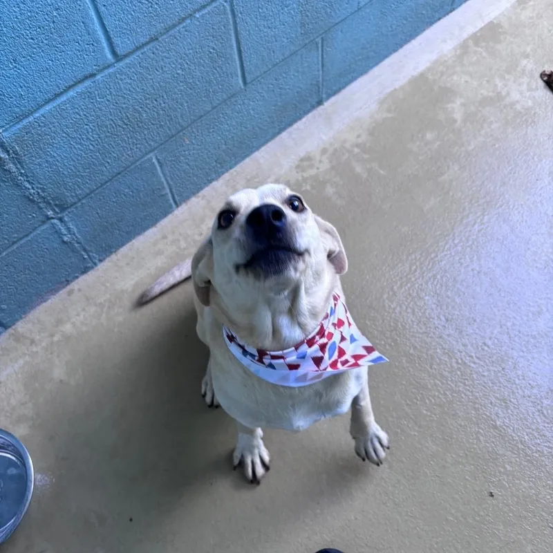 An adult medium-sized female Labrador Retriever dog named HotDog for adoption in Marion, NC