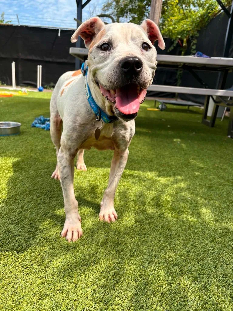 A senior large-sized female Mixed Breed dog named Geisha for adoption in Detroit, MI