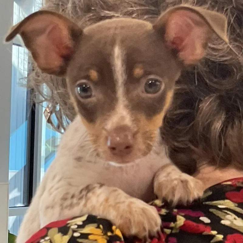 A baby small-sized male Brown / Chocolate Chihuahua dog named Knox for adoption in St Joseph, MO