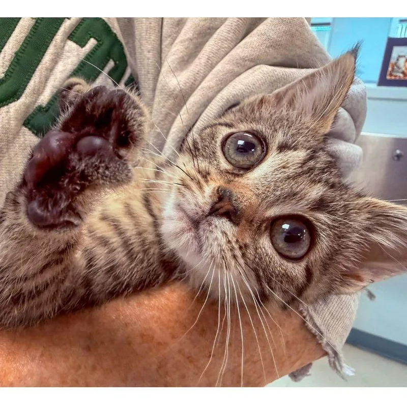A baby medium-sized female Tabby (Gray / Blue / Silver) Domestic Short Hair cat named Lil' Bit for adoption in Stamford, CT