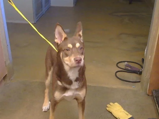 A young medium-sized male Siberian Husky dog named Zoomski for adoption in Sacramento, CA