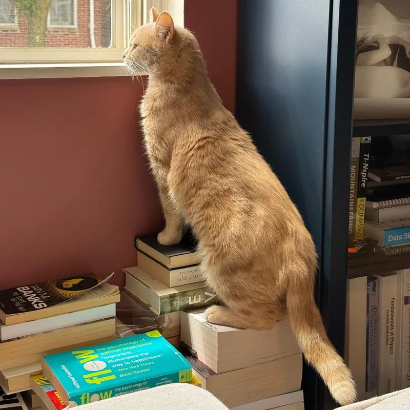 An adult medium-sized male Buff / Tan / Fawn Domestic Short Hair cat named Bennie for adoption in Gibsonia, PA