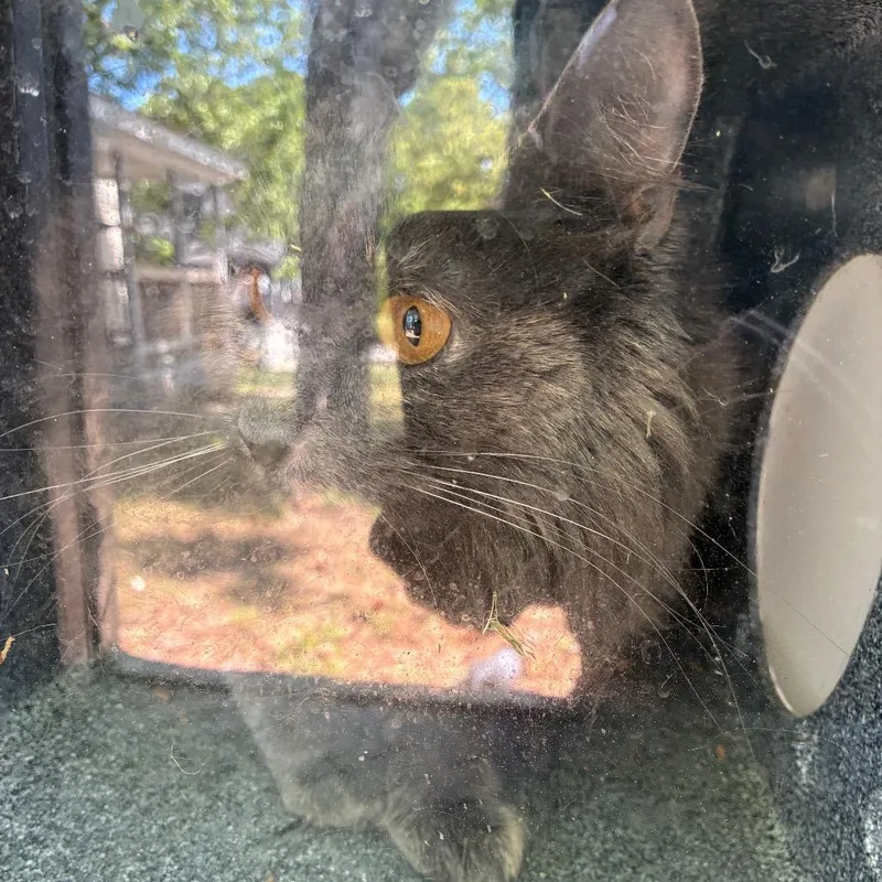 An adult medium-sized female Gray / Blue / Silver Domestic Long Hair cat named Storm for adoption in Greensboro, NC