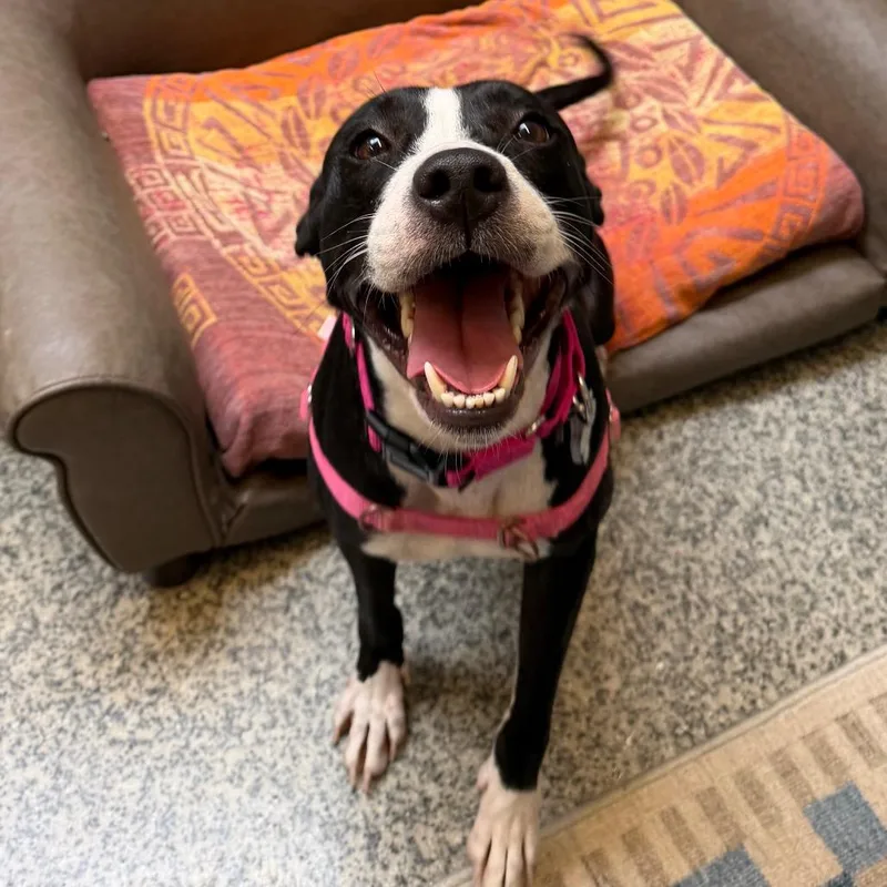 A young medium-sized female Black Labrador Retriever dog named Juniper for adoption in Falls Church, VA