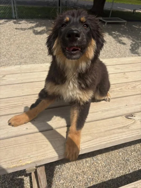 A baby large-sized female Black German Shepherd Dog dog named Louise for adoption in Georgetown, OH