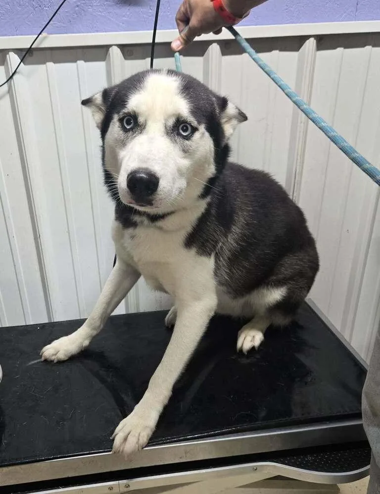 An adult large-sized male Gray / Blue / Silver Husky dog named Maverick for adoption in Waverly, OH