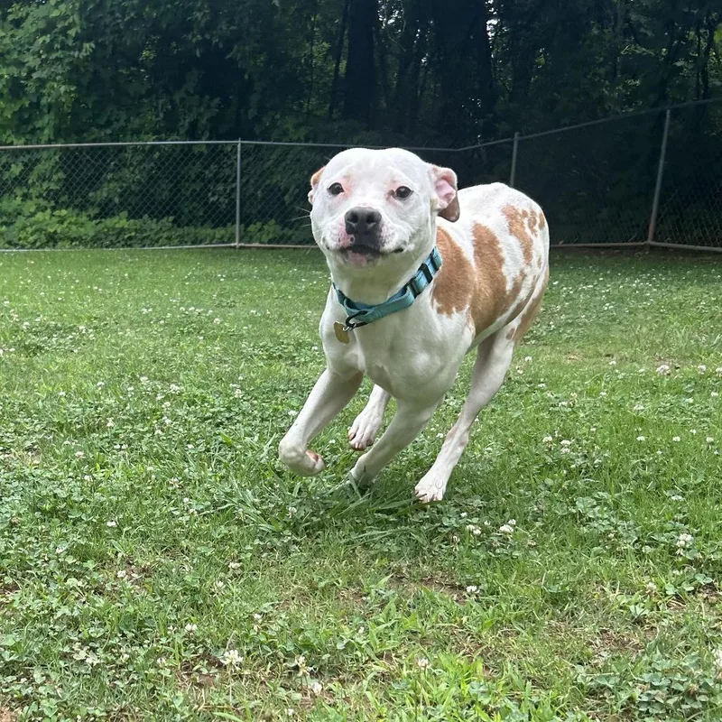 An adult medium-sized female Yellow / Tan / Blond / Fawn Mixed Breed dog named Palomino for adoption in Auburn, AL