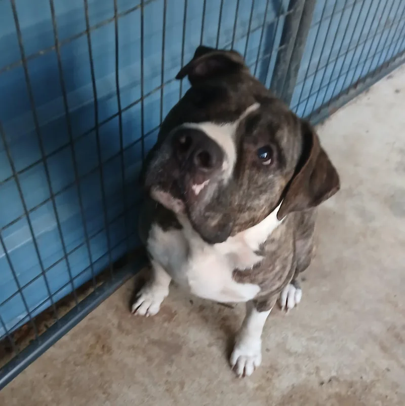 An adult medium-sized male Gray / Blue / Silver Pit Bull Terrier dog named Big Boy Bruiser for adoption in Lonsdale, AR