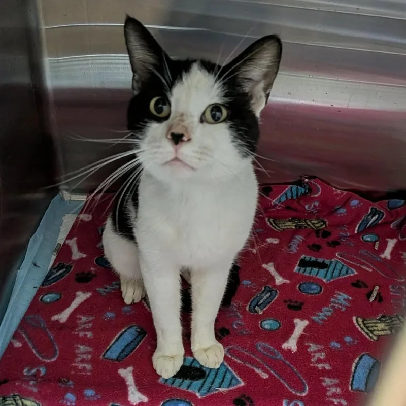 A young medium-sized male Domestic Short Hair cat named Dr. Charles for adoption in Greenville, PA