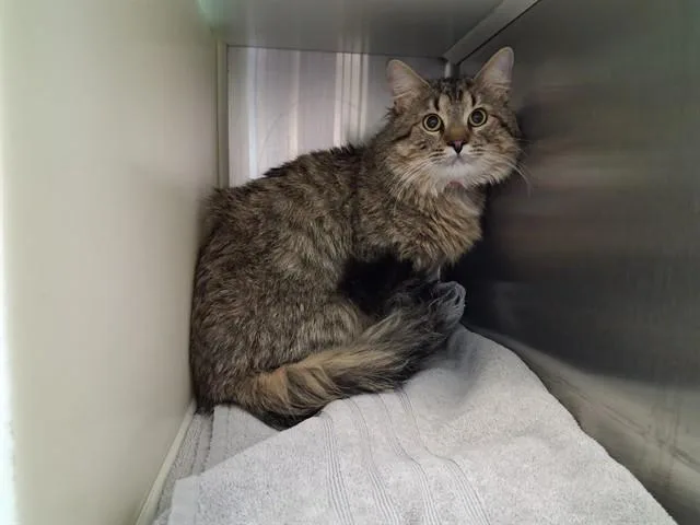 A young large-sized male Domestic Long Hair cat named Terry Berry for adoption in Colorado Springs, CO