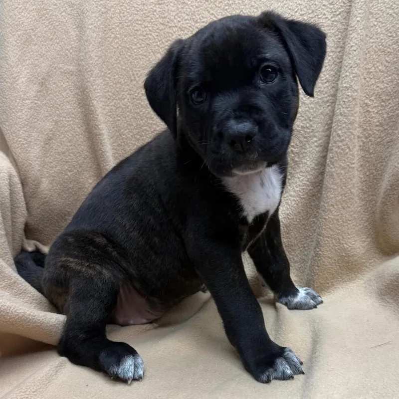 A baby medium-sized male Black Mixed Breed dog named Zeus for adoption in St. Peters, MO