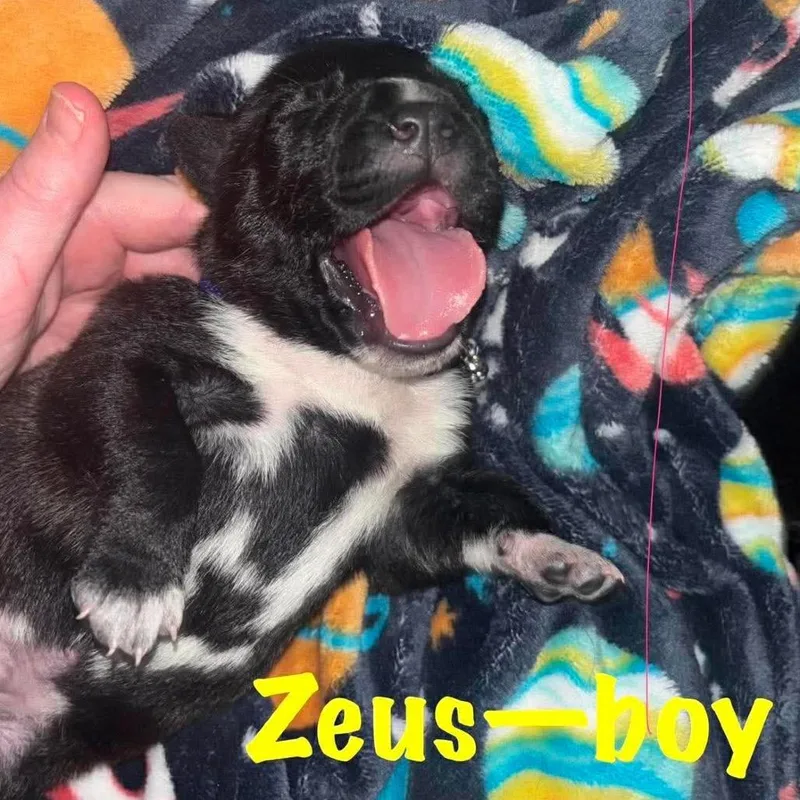 Zeus thumbnail 2