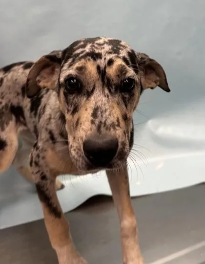 A baby large-sized female Catahoula Leopard Dog dog named Bella for adoption in Golden Valley, MN