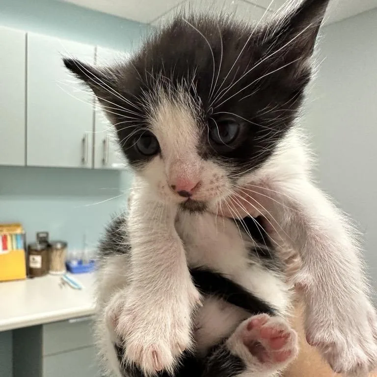 A baby small-sized female Black Domestic Short Hair cat named Pig inna Blanket for adoption in Jacksonville, FL