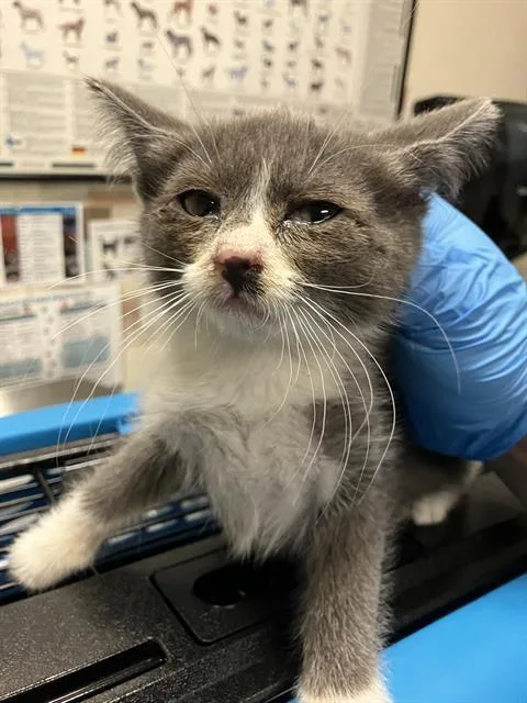 A baby small-sized male Domestic Short Hair cat named Vuitton for adoption in Long Beach, CA