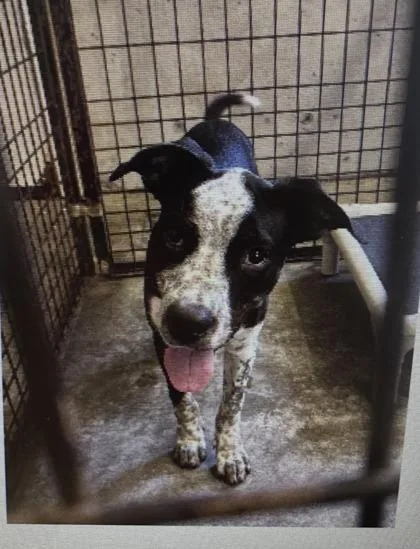 A baby medium-sized male Australian Cattle Dog / Blue Heeler dog named Joey for adoption in Pendleton, OR