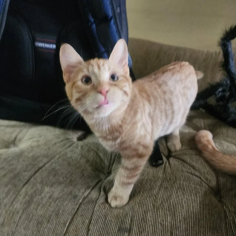A baby small-sized male Tabby (Orange / Red) Domestic Short Hair cat named Elio for adoption in Gladstone, OR