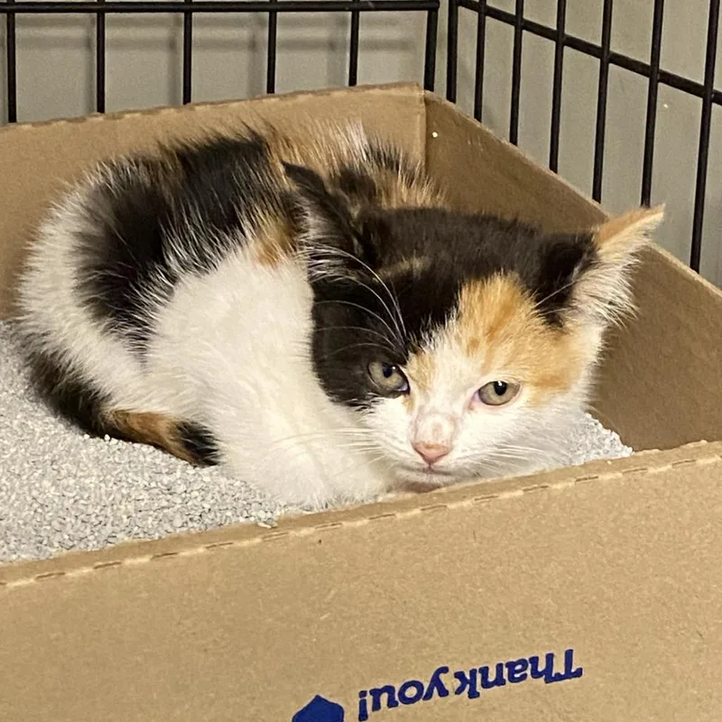 An adult large-sized female Calico Domestic Short Hair cat named Aspen for adoption in Mount Juliet, TN