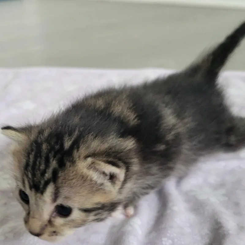 A baby small-sized female Brown / Chocolate Domestic Short Hair cat named Terra for adoption in Redmond, WA