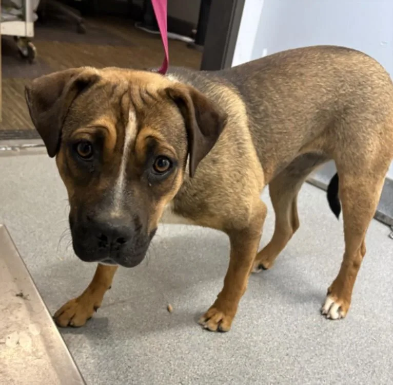 A young medium-sized female Plott Hound dog named A for adoption in Olivehurst, CA