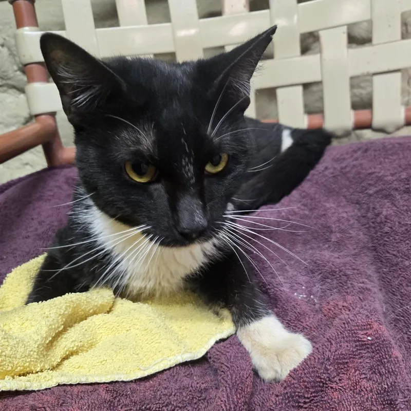 A young small-sized male Black Domestic Short Hair cat named Stater's for adoption in Desert Hot Springs, CA