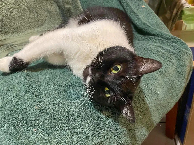 An adult medium-sized female Black & White / Tuxedo Domestic Short Hair cat named Lana for adoption in Flint Hill, VA