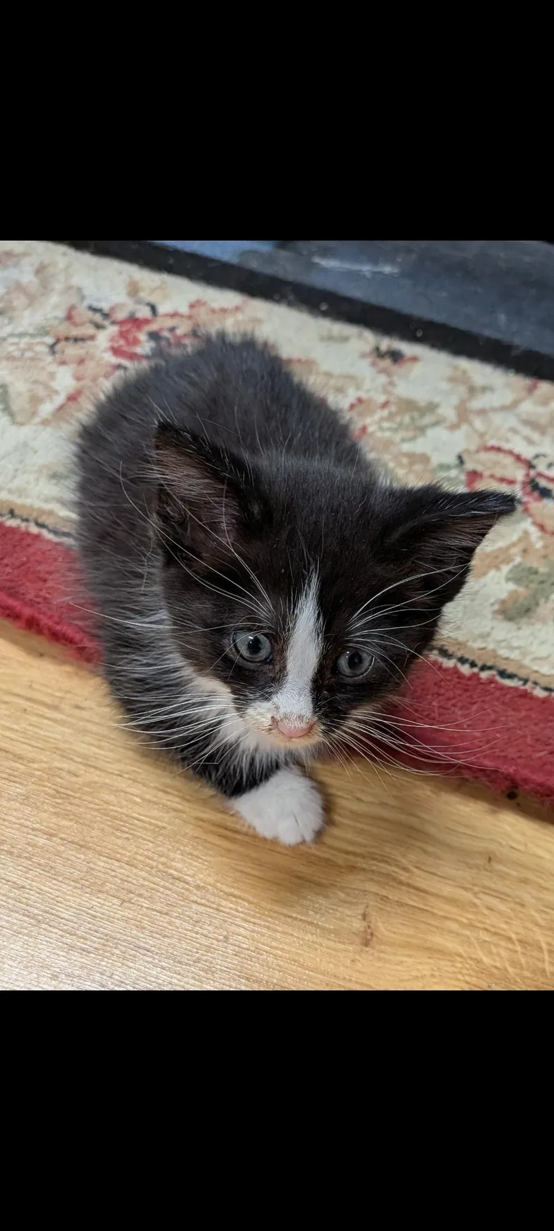 A baby medium-sized male Gray & White Domestic Short Hair cat named Double Stuffed Oreo for adoption in Lewis Center, OH