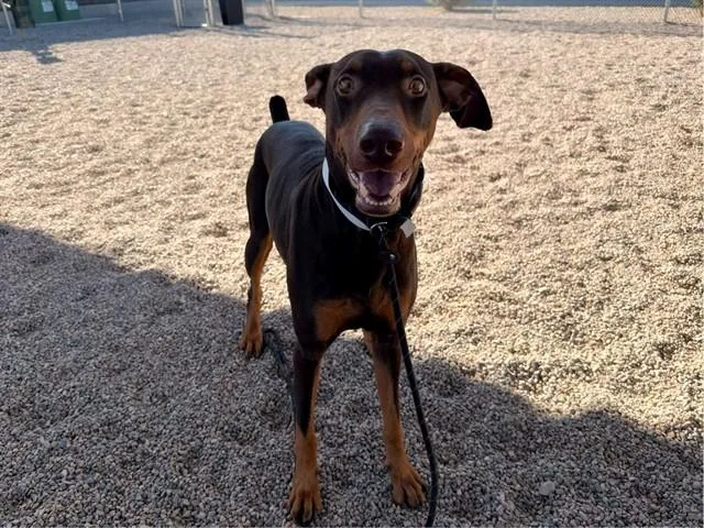 A young large-sized male Doberman Pinscher dog named Morgan for adoption in Mesa, AZ