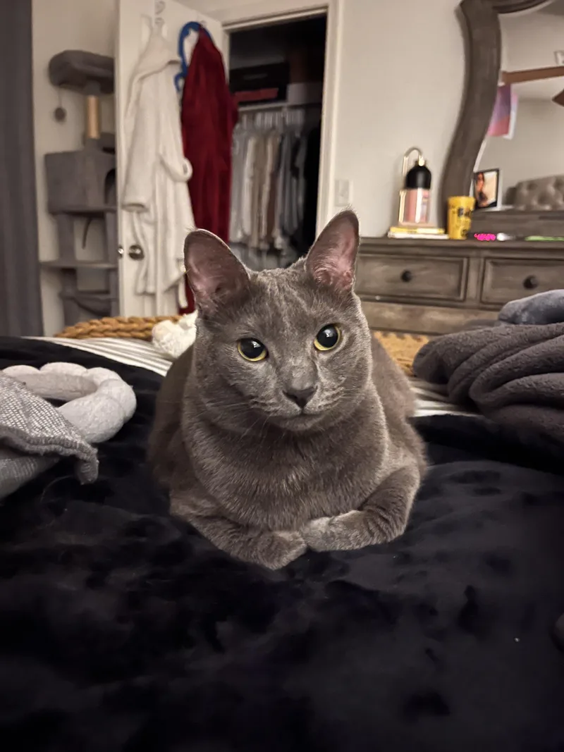 An adult large-sized female Gray / Blue / Silver Domestic Short Hair cat named Lucy for adoption in Beaumont, TX