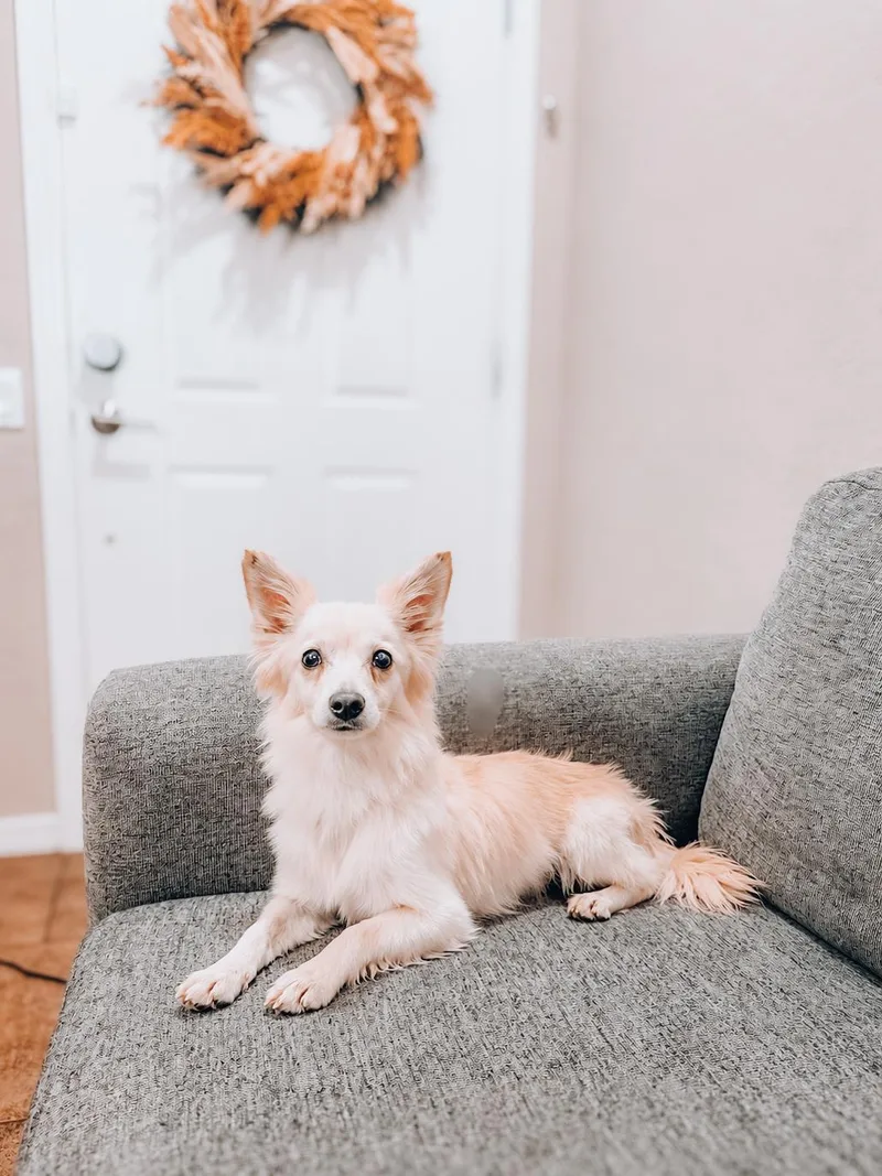 An adult small-sized male Papillon dog named Ridoc for adoption in Goodyear, AZ