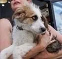 A baby small-sized male Mixed Breed dog named Jack for adoption in Dallas, TX