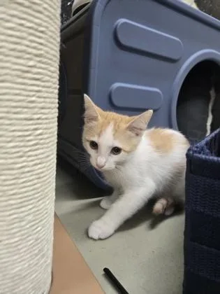 A baby small-sized male Domestic Short Hair cat named Fuzzy Lumpkins for adoption in Savannah, GA